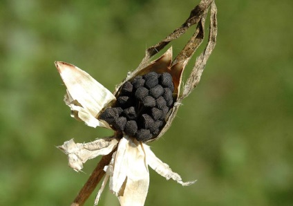 Кукіль звичайний 1