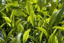 Купити чай квітка нареченої за низькою ціною в москві з доставкою, інтернет-магазин teabest