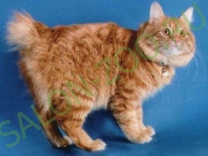 Bobtail Kurilian (tunsoare, pieptene), tunsul unui bobtail kurilian acasă este ieftin în Reutov