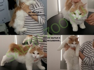 Bobtail Kurilian (tunsoare, pieptene), tunsul unui bobtail kurilian acasă este ieftin în Reutov