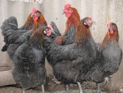 Кури Маран опис породи з фото відгуки - кури, форум про розведення і утримання домашньої птиці