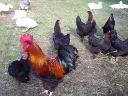 Csirkék Marans fajta leírás képekkel vélemény - csirke, a fórum a tenyésztés és a baromfi