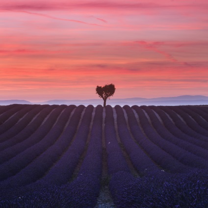 Lavender Provence Fields