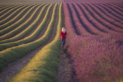 Lavender Provence Fields