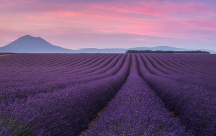 Lavender Provence Fields