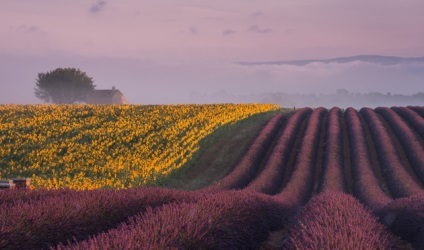 Lavender Provence Fields