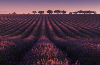 Lavender Provence Fields