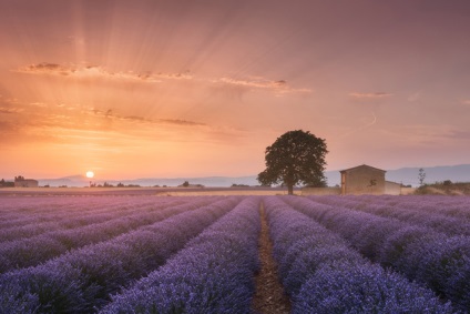 Lavender Provence Fields