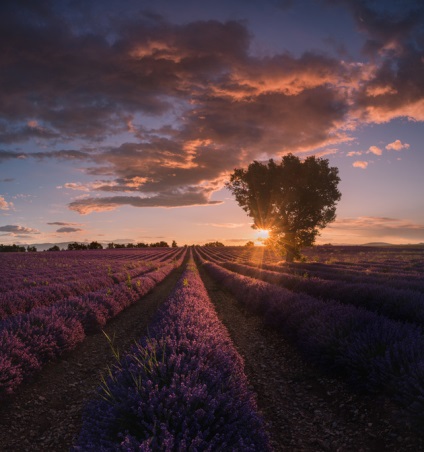 Lavender Provence Fields