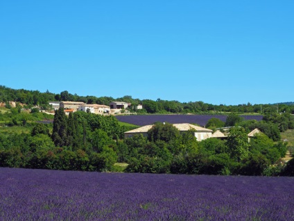 Provence câmpuri lavanda, știu în străinătate