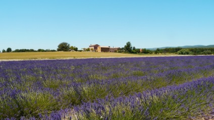 Lavender Provence rute domenii și adrese importante - Elena Elena