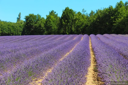 Lavender Provence câmpuri, sfat de călătorii turistice pe