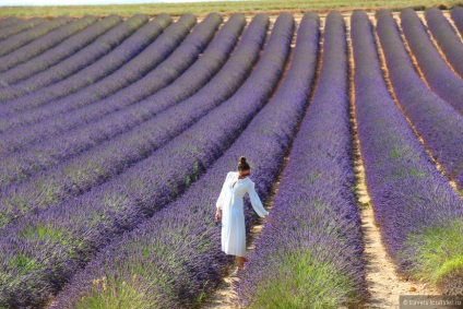 Lavender Provence câmpuri, sfat de călătorii turistice pe