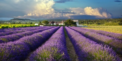 Levendula mezők Provence - Útmutató Provence - francia utazás