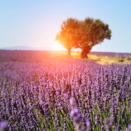 Levendula mezők Provence - Útmutató Provence - francia utazás