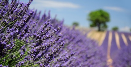 Lavender Provence Fields - Ghid de Provence - excursie franceză
