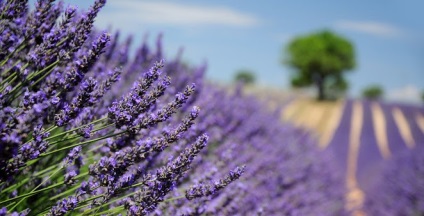 Levendula mezők Provence - Útmutató Provence - francia utazás