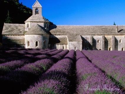 Lavender Provence Fields - Ghid de Provence - excursie franceză