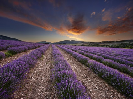 Levendula mezők Provence - Útmutató Provence - francia utazás