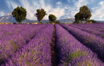 Lavender Provence Fields - Ghid de Provence - excursie franceză