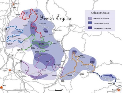 Levendula mezők Provence - Útmutató Provence - francia utazás