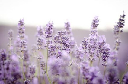 Lavender Provence Fields - Ghid de Provence - excursie franceză