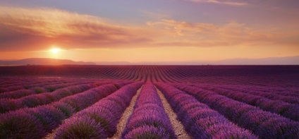 Levendula mezők Provence Franciaországban