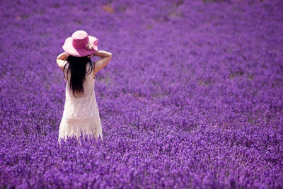 Levendula mezők Provence Franciaországban