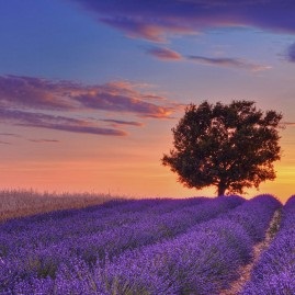 Câmpul de lavandă din Provence în Franța