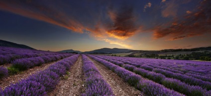 Câmpul de lavandă din Provence în Franța