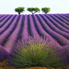 Câmpul de lavandă din Provence în Franța