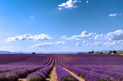 Câmpul de lavandă din Provence în Franța