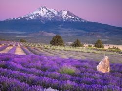 Levendula mezők Provence, Franciaország