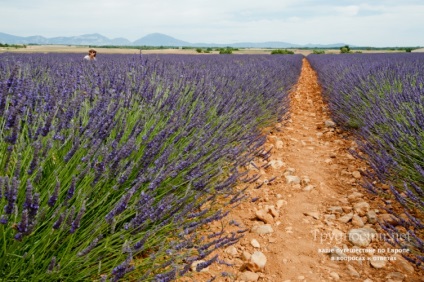 Levendula mezők Provence, hol és hogyan lehet eljutni cikkek