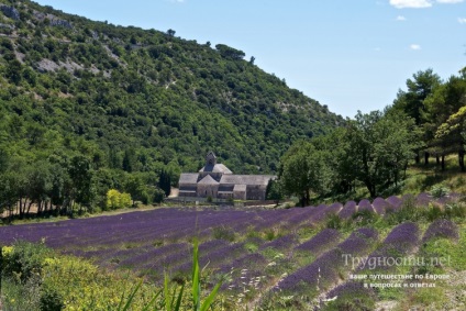 Levendula mezők Provence, hol és hogyan lehet eljutni cikkek