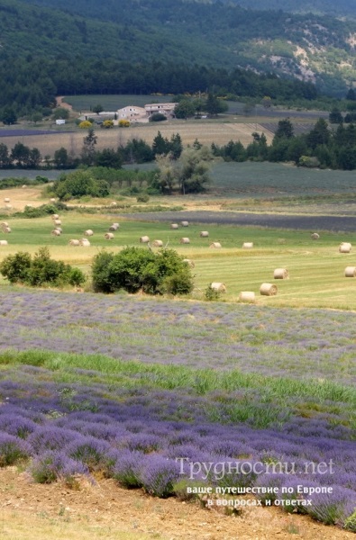 Levendula mezők Provence, hol és hogyan lehet eljutni cikkek