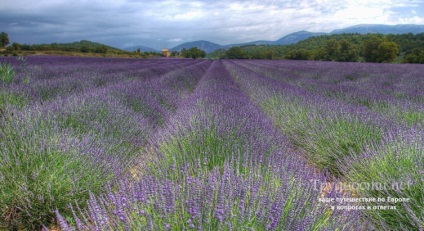 Levendula mezők Provence, hol és hogyan lehet eljutni cikkek