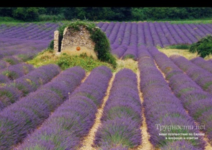 Levendula mezők Provence, hol és hogyan lehet eljutni cikkek