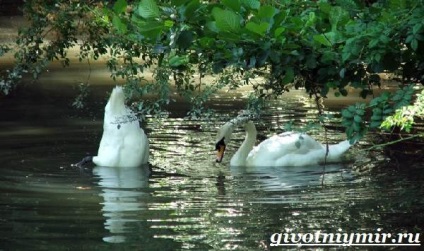 Swan Mouth