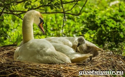 Swan Mouth