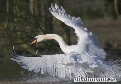 Swan Mouth