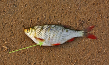 Лігулез риб небезпеку для людини, види, лікування і симптоми, глисти і інші паразити