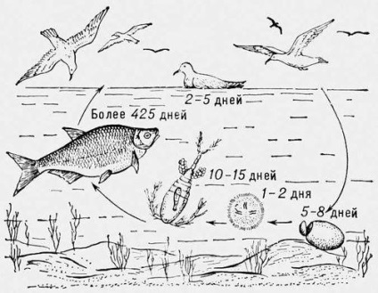 Лігулез у риб збудник, цикл розвитку і ознаки захворювання