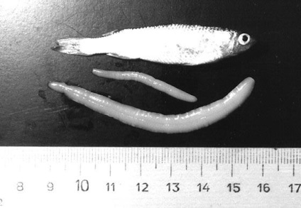 Ligulosis halak kórokozó fejlesztési ciklus és a betegség tünetei