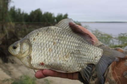 Pescuitul de crap în lupta de toamnă, momeală, momeală, locuri de pescuit