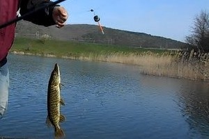 Pike halászat a csalit rúd egy úszó nélkül