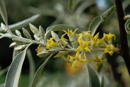 Loch angustifolia și loch de argint