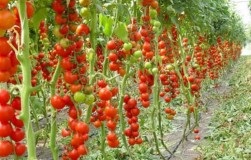 Кращі засолювальні сорти томатів