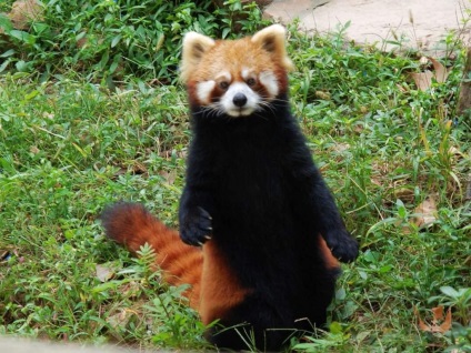 Panda mic - o specie pe cale de dispariție