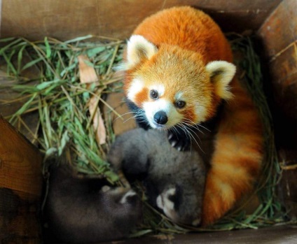 Panda mic - o specie pe cale de dispariție